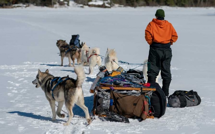 learn how to dog sled